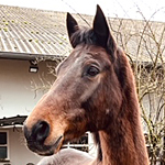 mehr über Sugar Boy